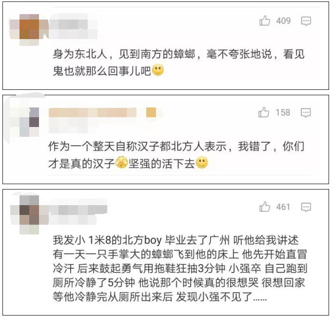南北方蟑螂差異,南北方粽子差異,南北方蟑螂